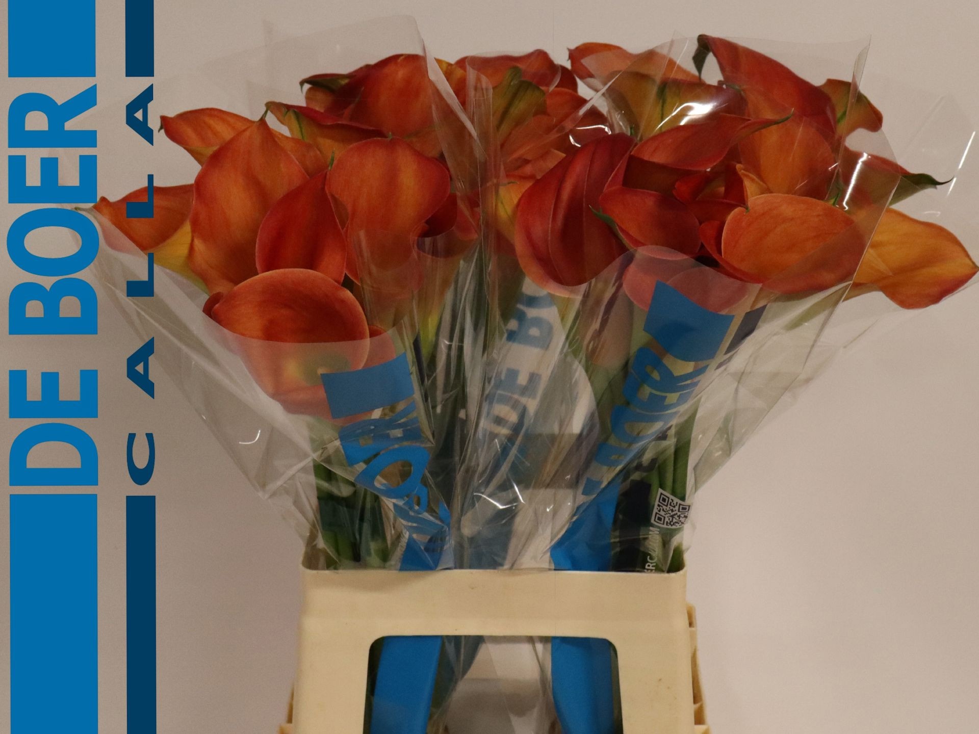 Calla Sunset Passion 65cm