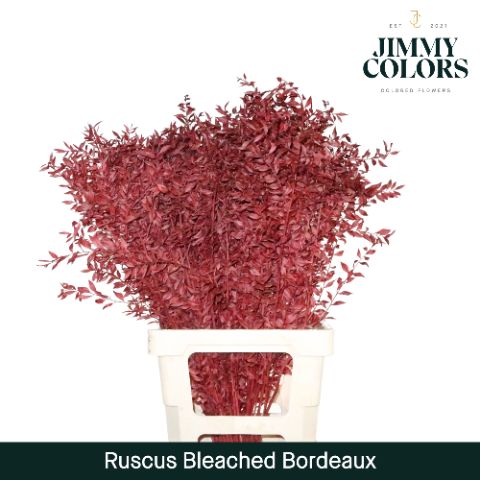 Ruscus Bleached Italy L70 Bordeaux