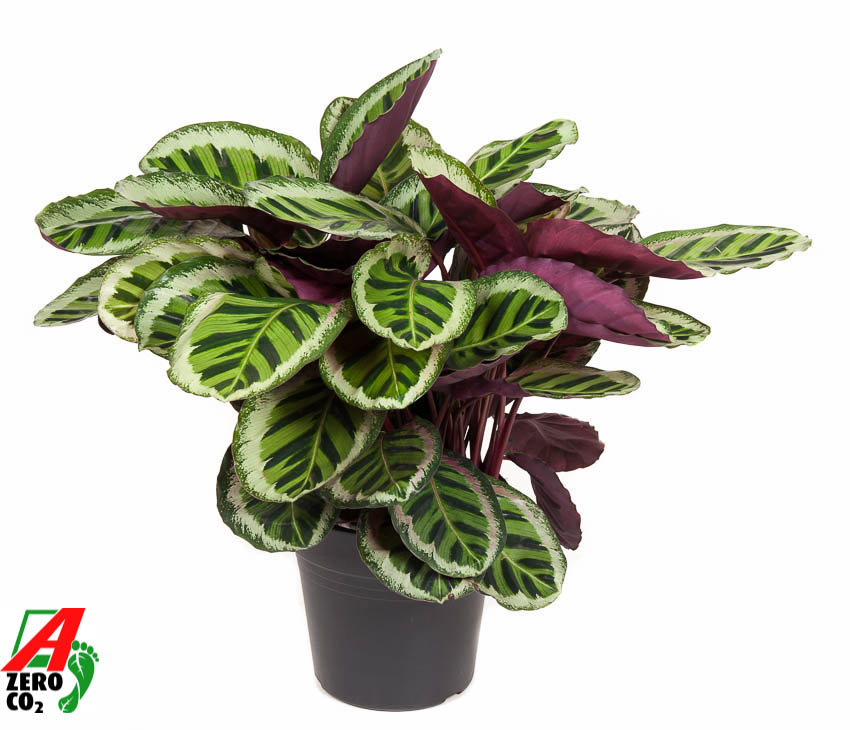 Picture of Calathea Angela P27 80CM (LOOSE)