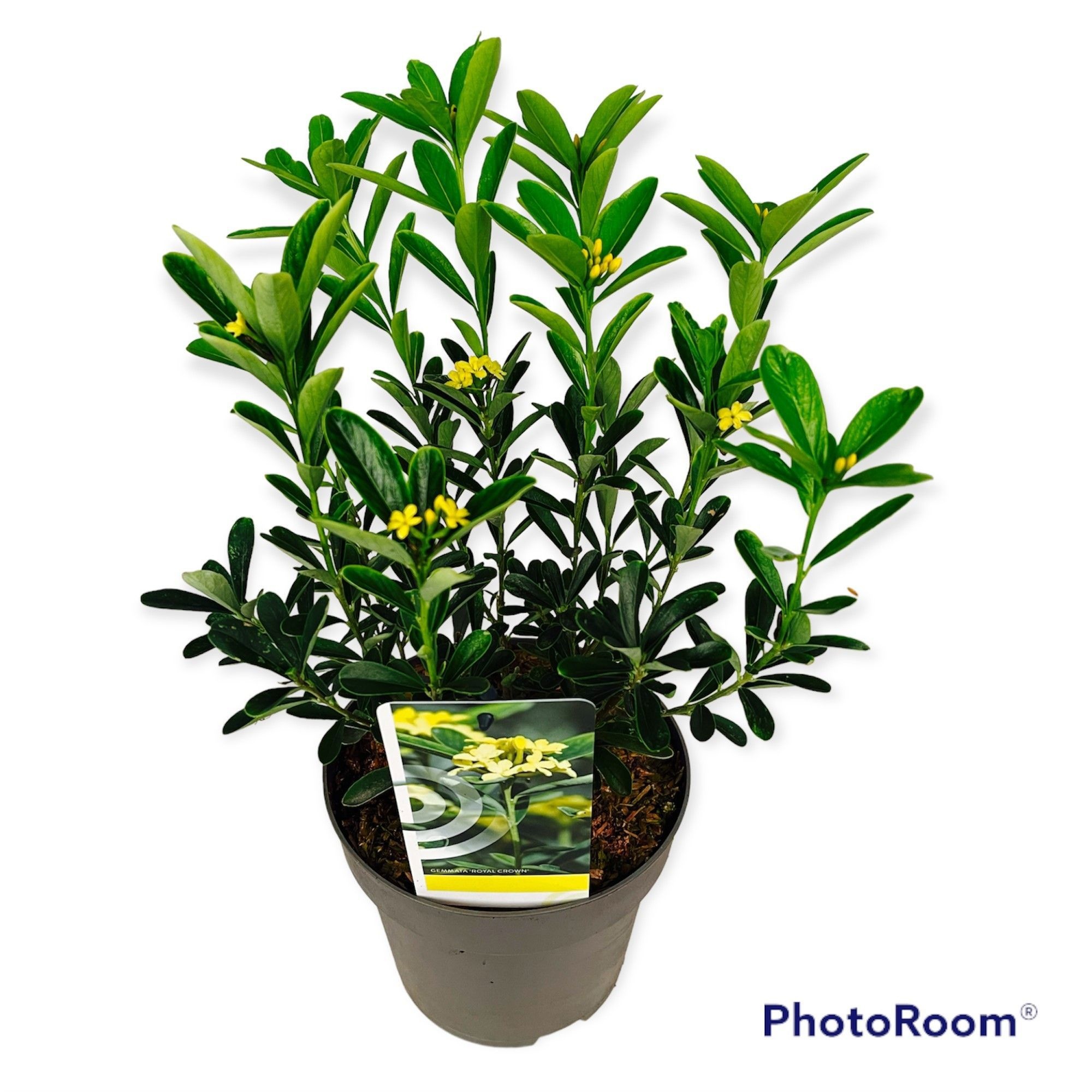Daphne gemmata 'Royal Crown'