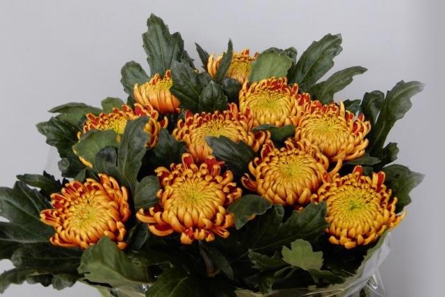 Chrys Single Fuego 70cm 95gram