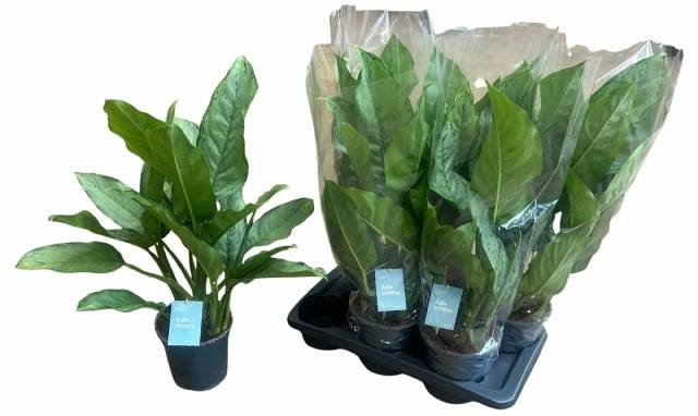 Aglaonema 'B.J. Freedman' - Aglaonema