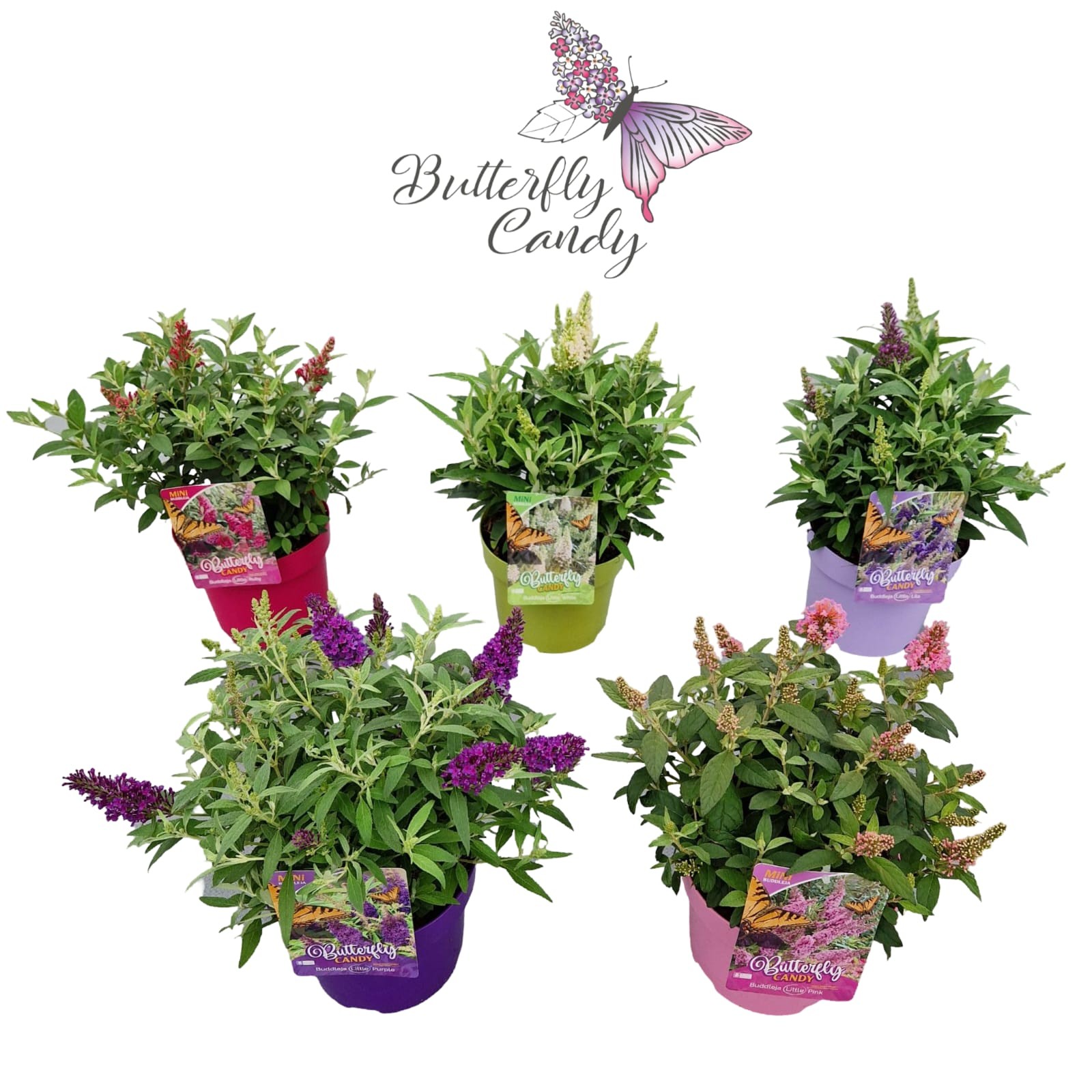 Picture of Buddleja d. 'Little Butterfly Candy' ® Mix