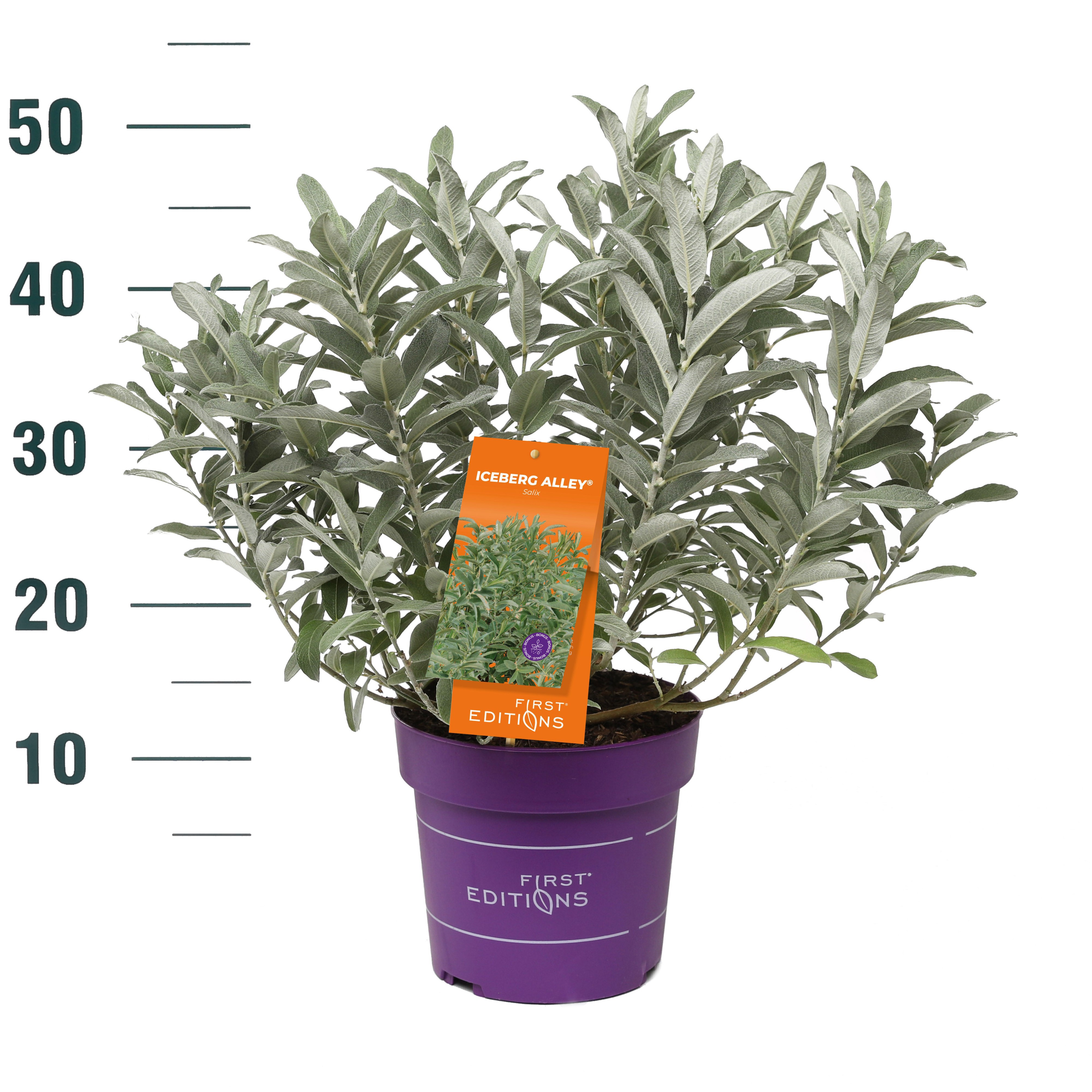 Salix candida Iceberg Alley® ('Jefberg')