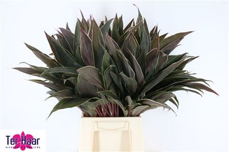 Groot Blad 60cm