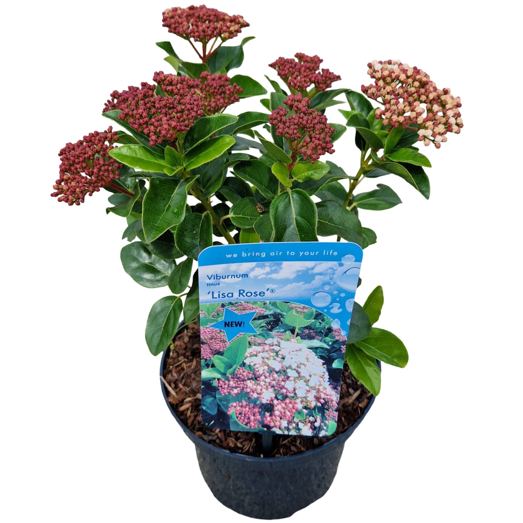 Picture of Viburnum tinus 'Lisa Rose' ®