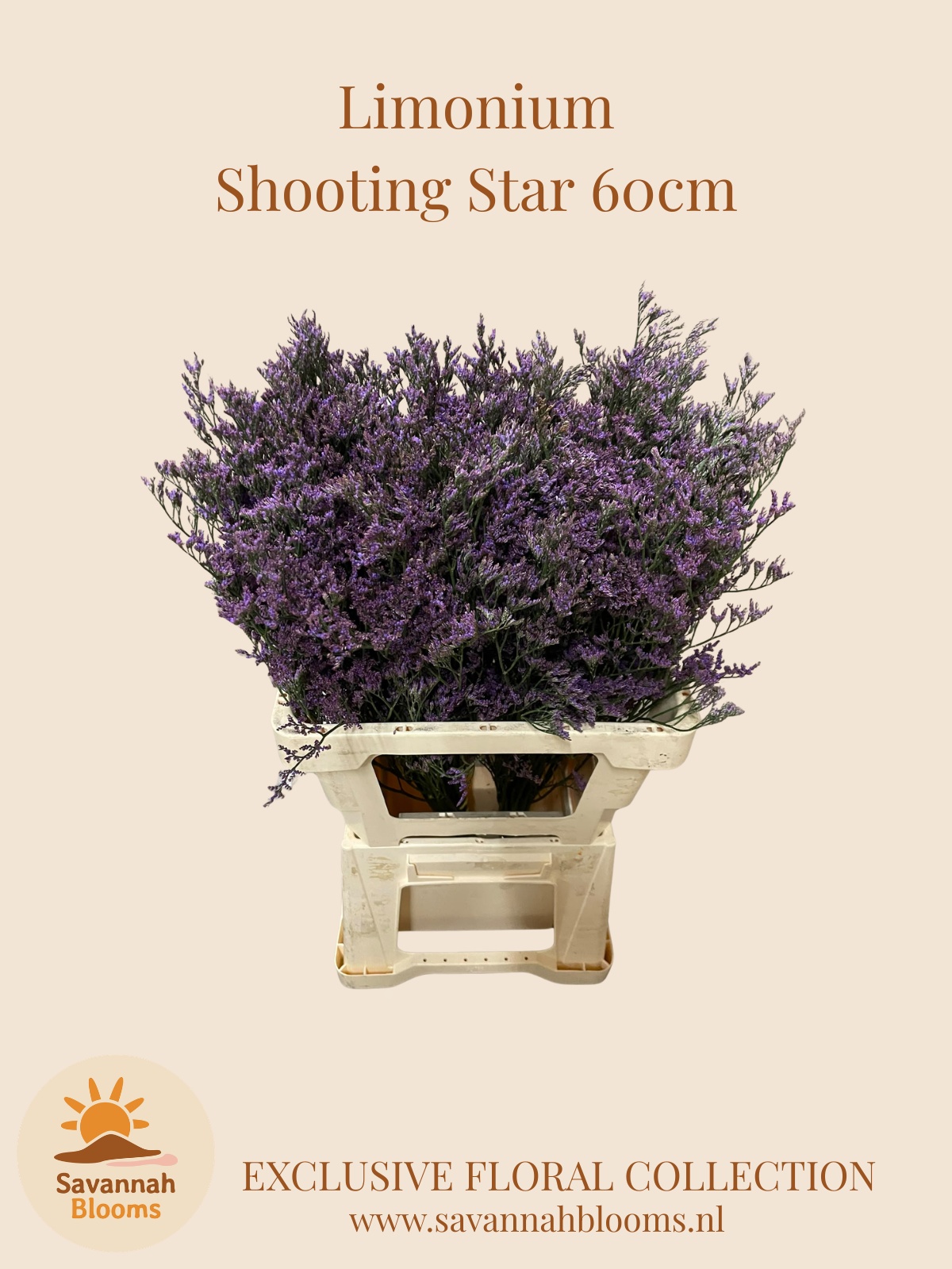 Limonium Saf Shooting Star 60cm 25gram