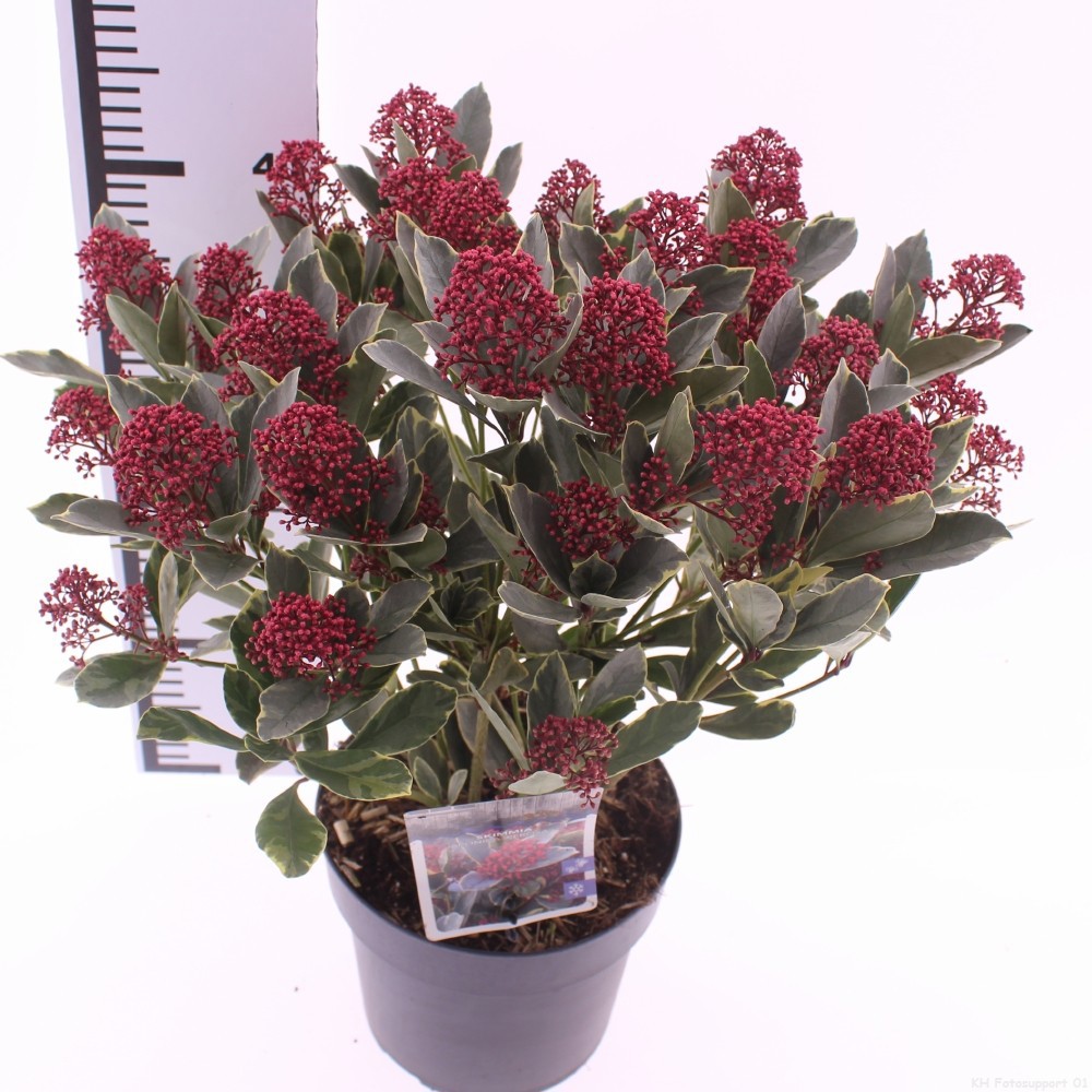 Picture of Skimmia japonica 'Perosa' PBR