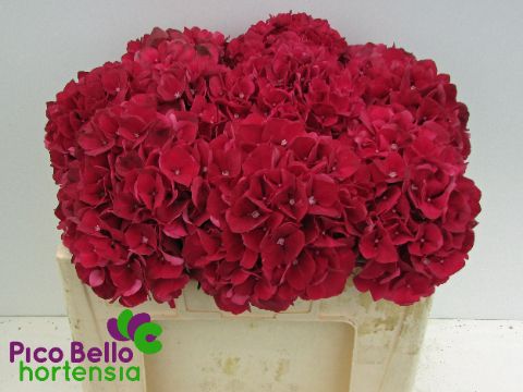 Hydrangea Ruby Red 50cm 17Ø