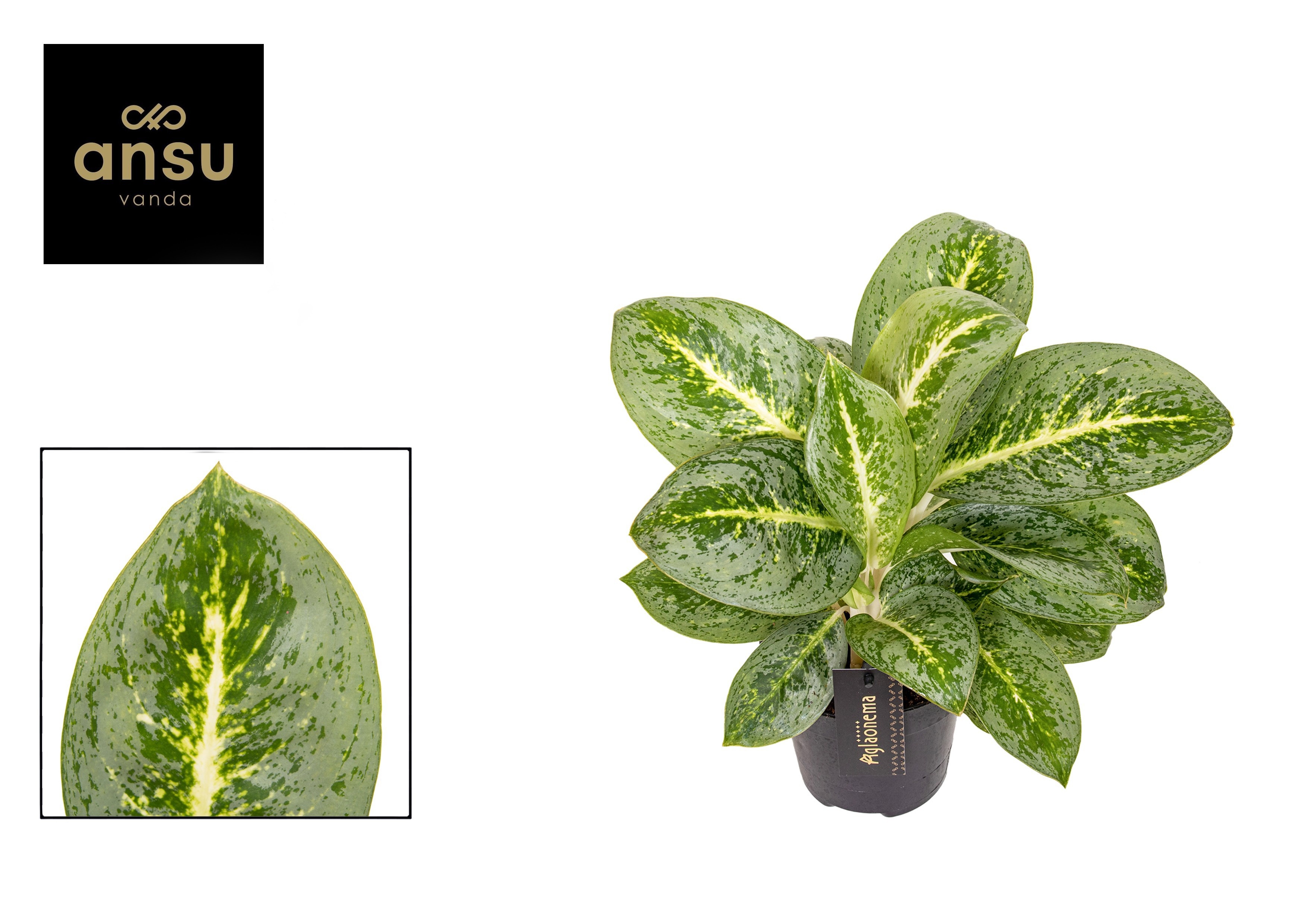 Aglao Lemon Mint 12Ø 40cm