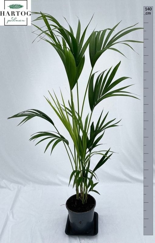 Howea Forsteriana 21P 140H 5stek