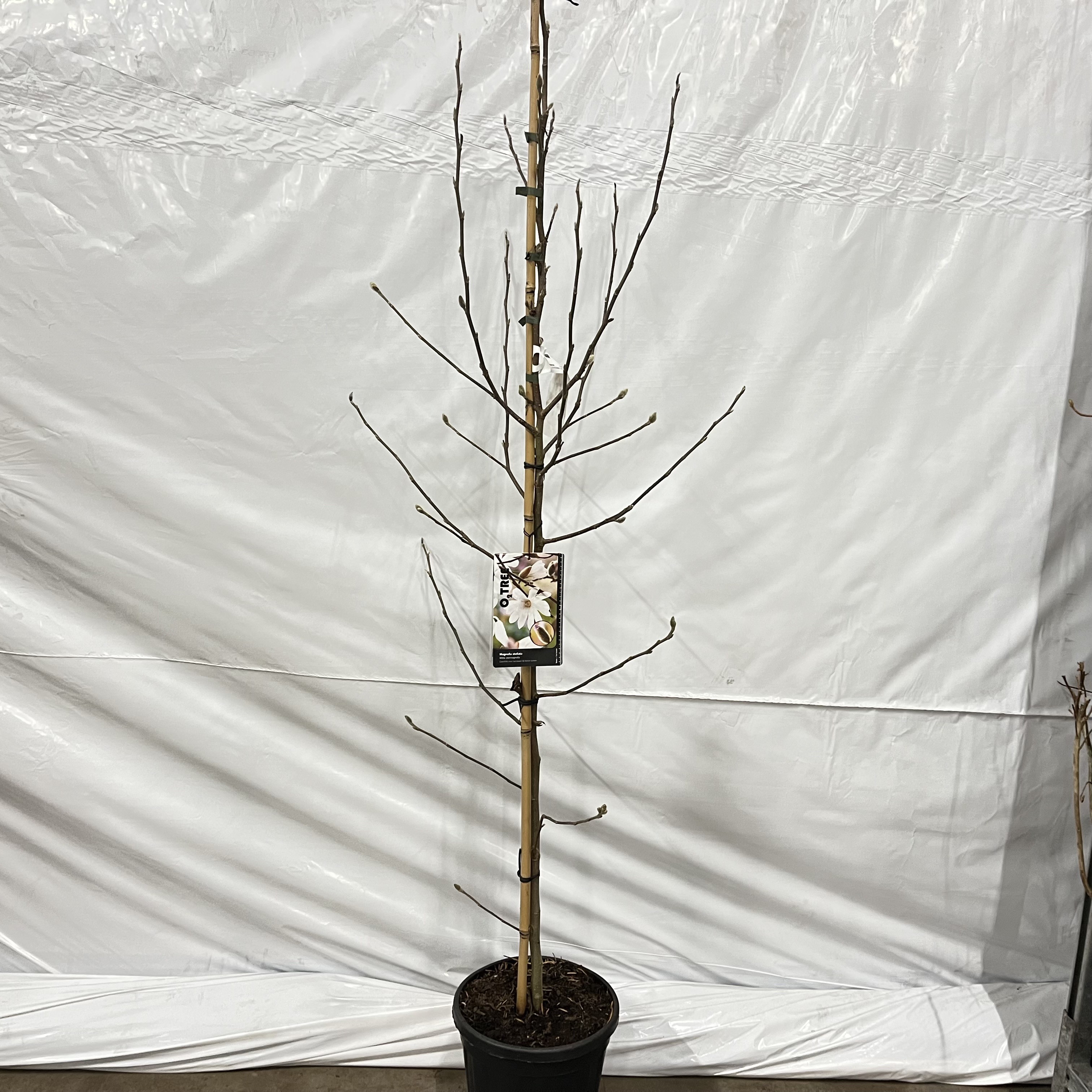 Picture of Magnolia stellata 'Royal Star' --geveerd