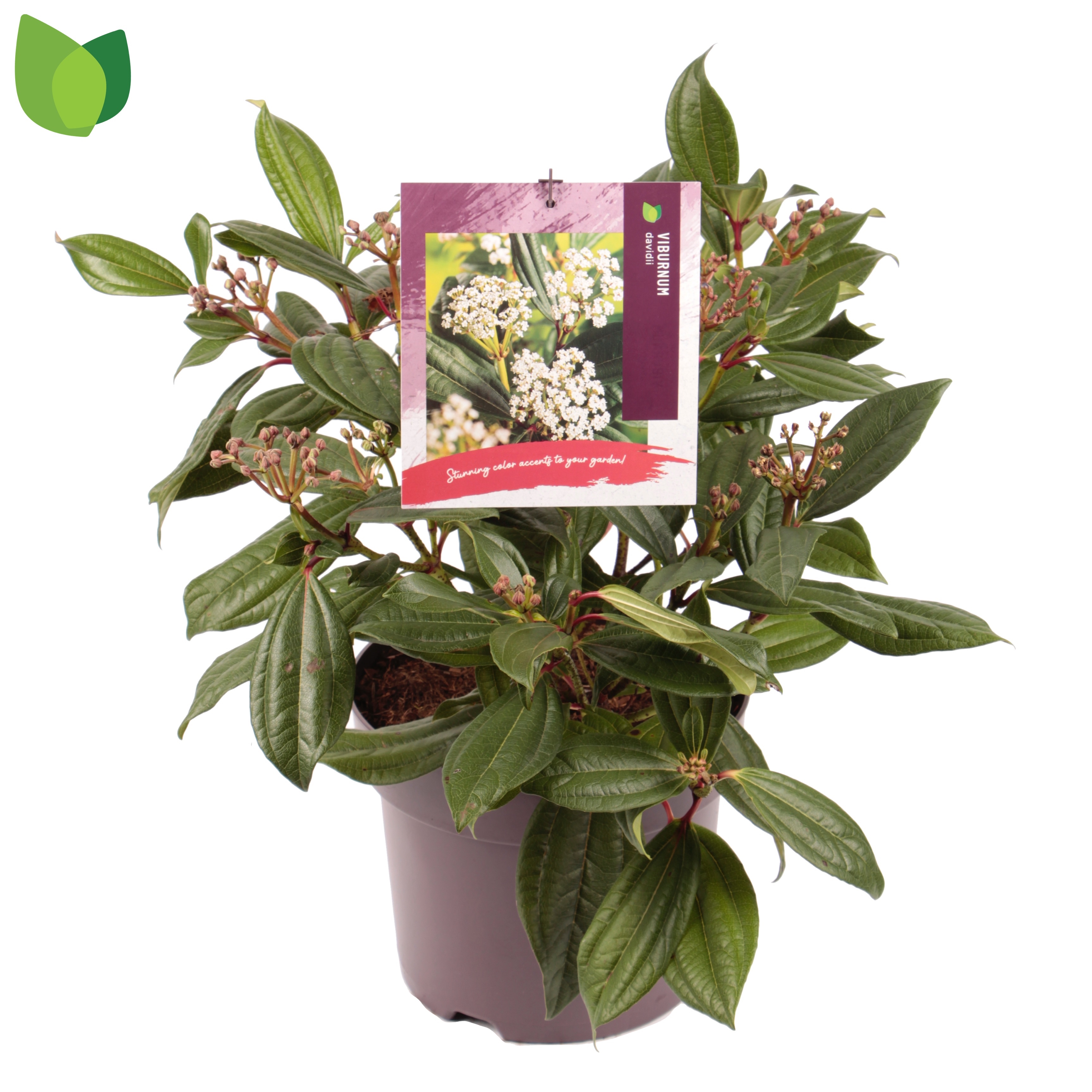 Picture of Viburnum davidii P26 (7.5 Ltr) (LOOSE)