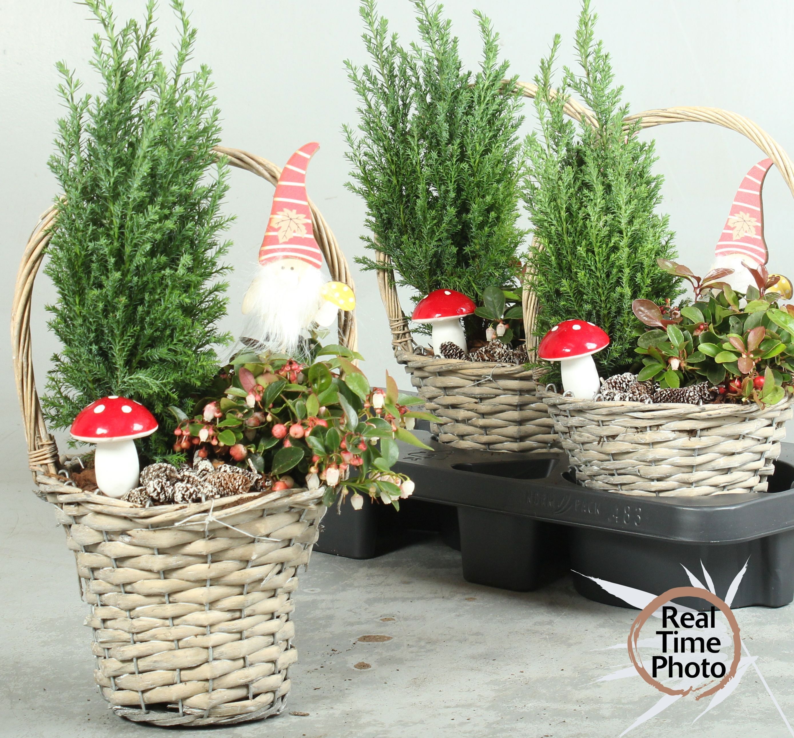 Arr Tuinplanten 18P 39cm