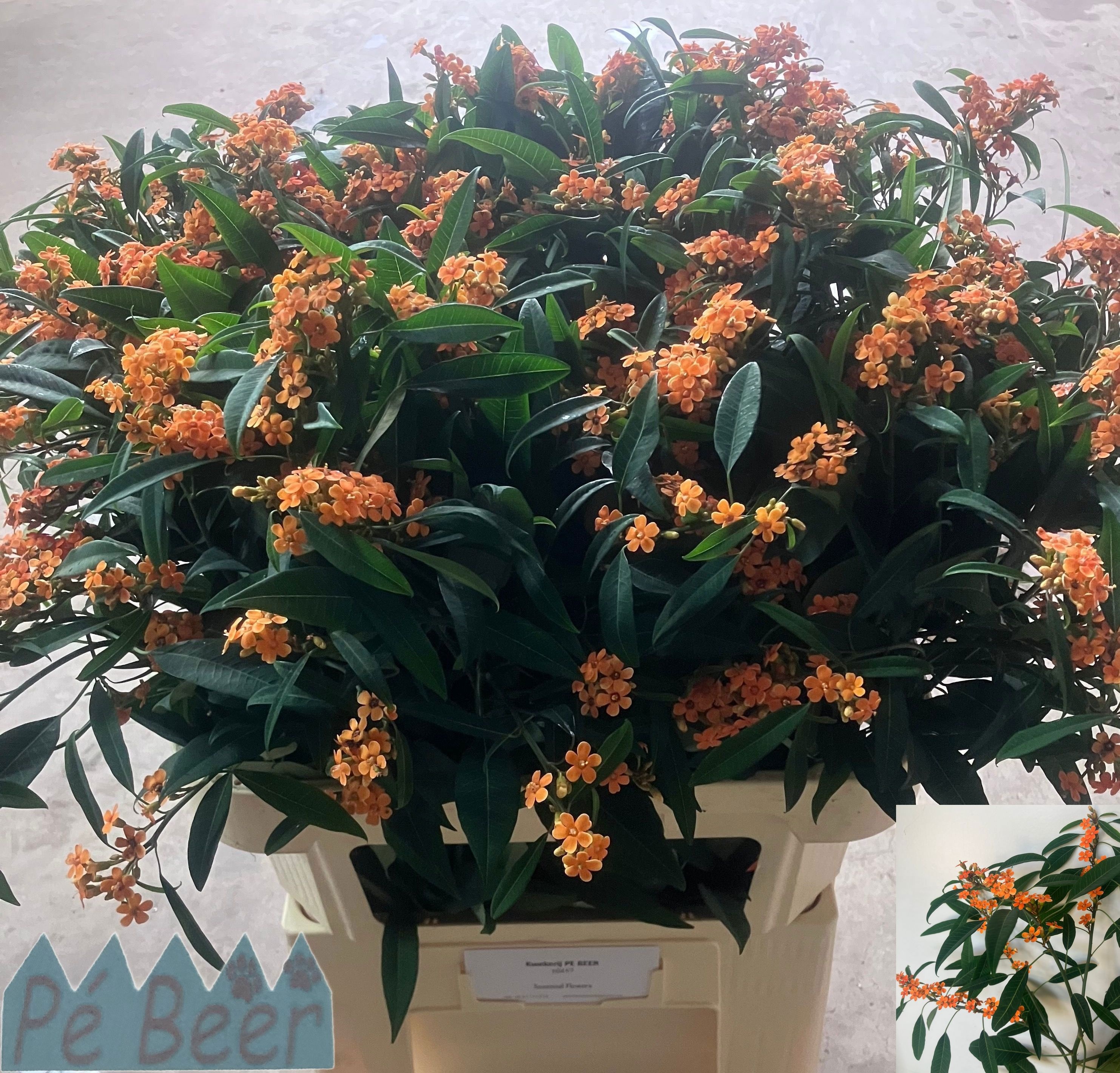 Euphorbia Spray Sunstream 80cm