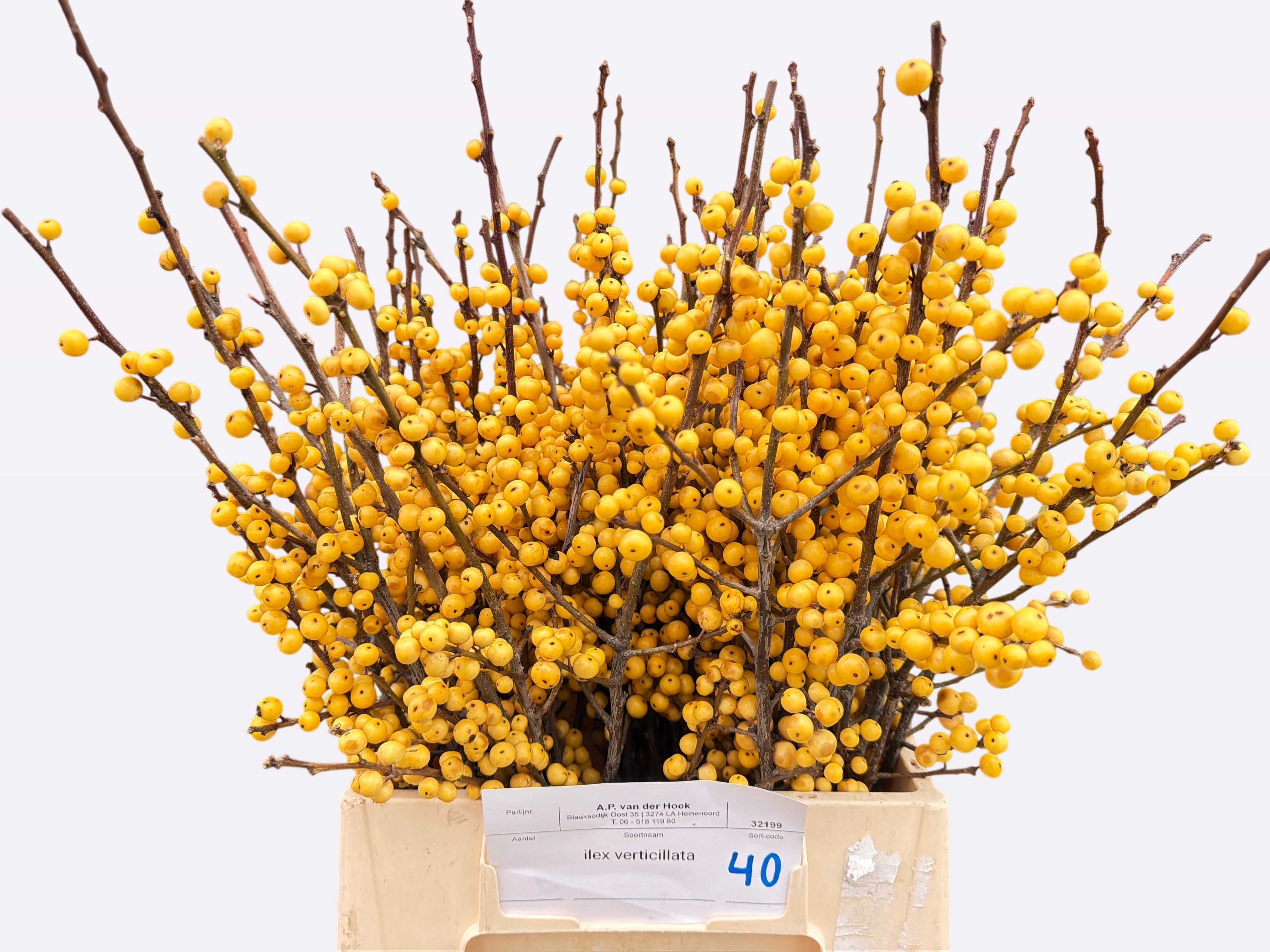 Ilex Citronella 40cm