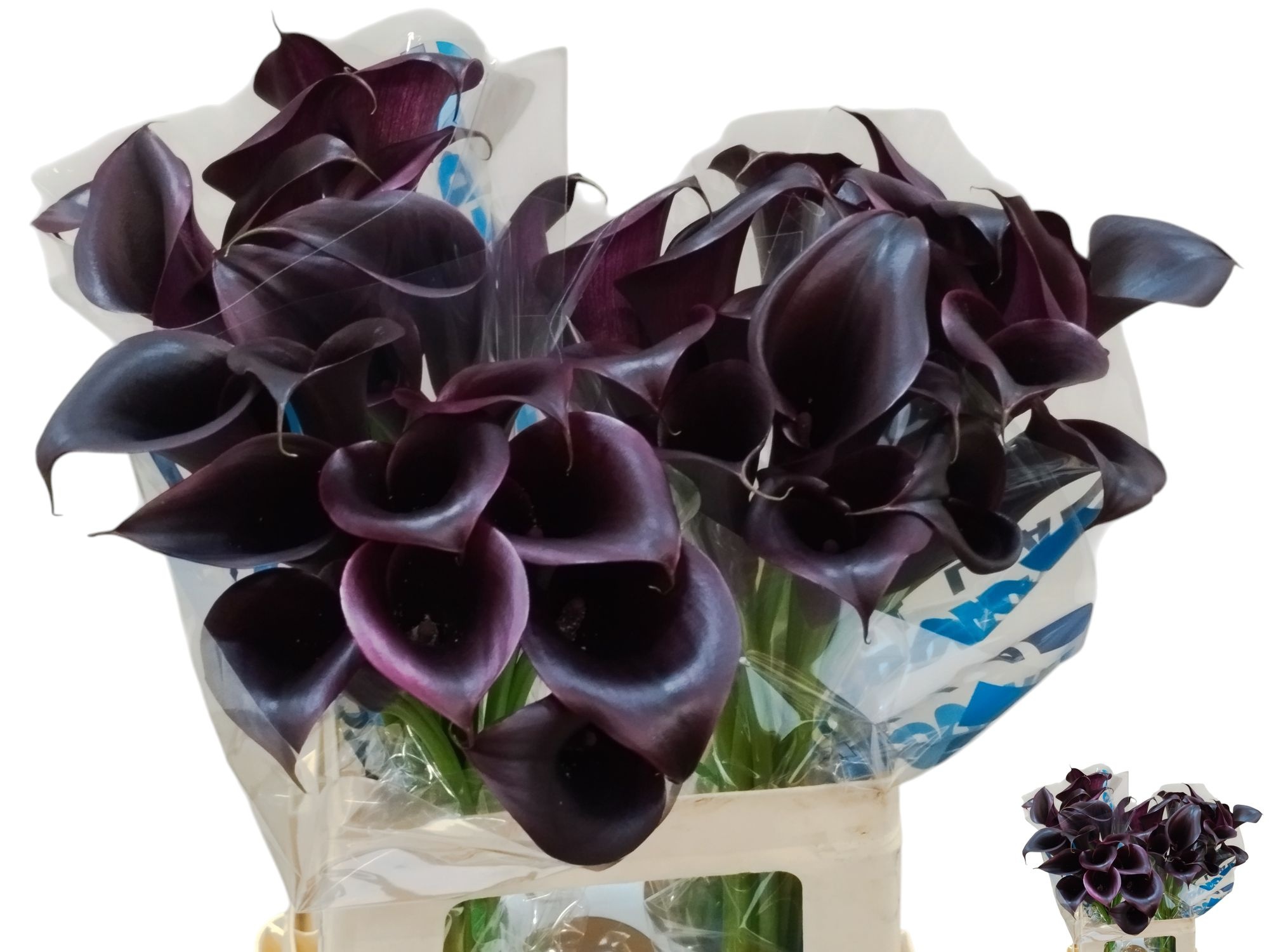 Calla Odessa 60cm