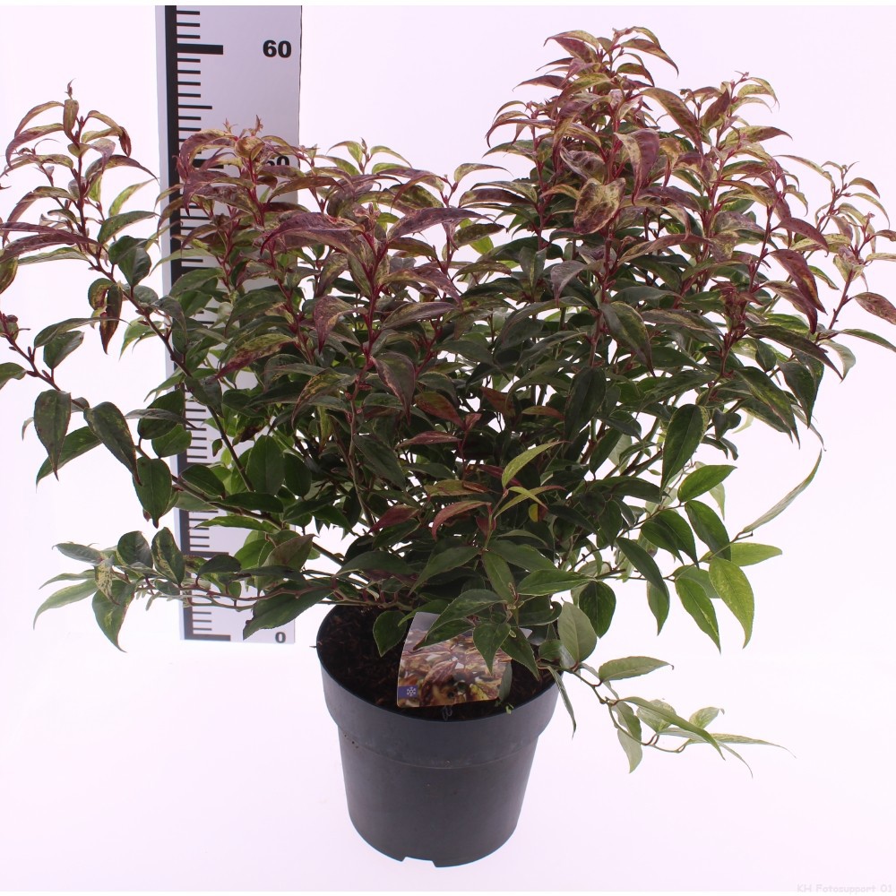 Picture of Leucothoe walteri 'Rainbow'