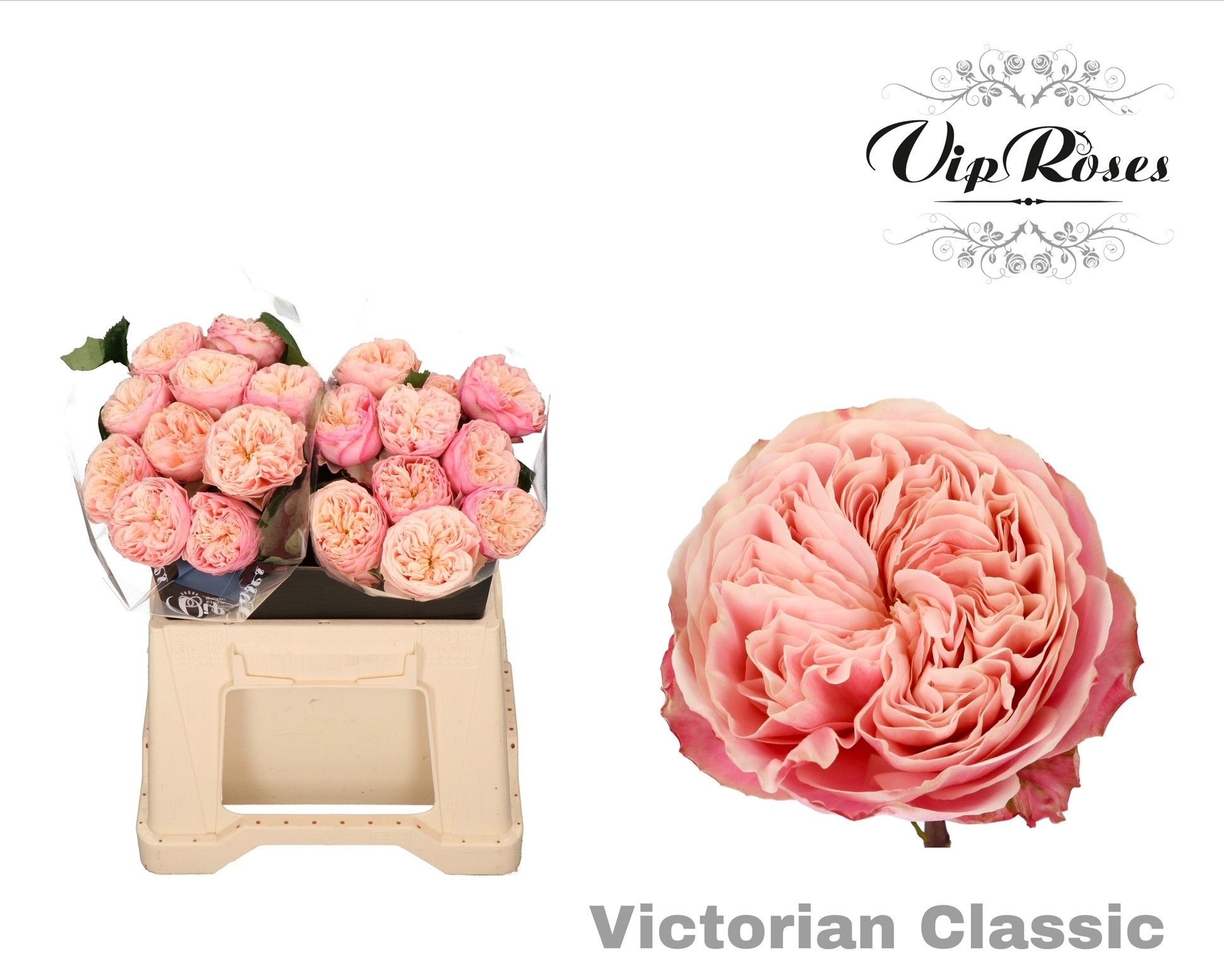 R Gr Victor Classic@