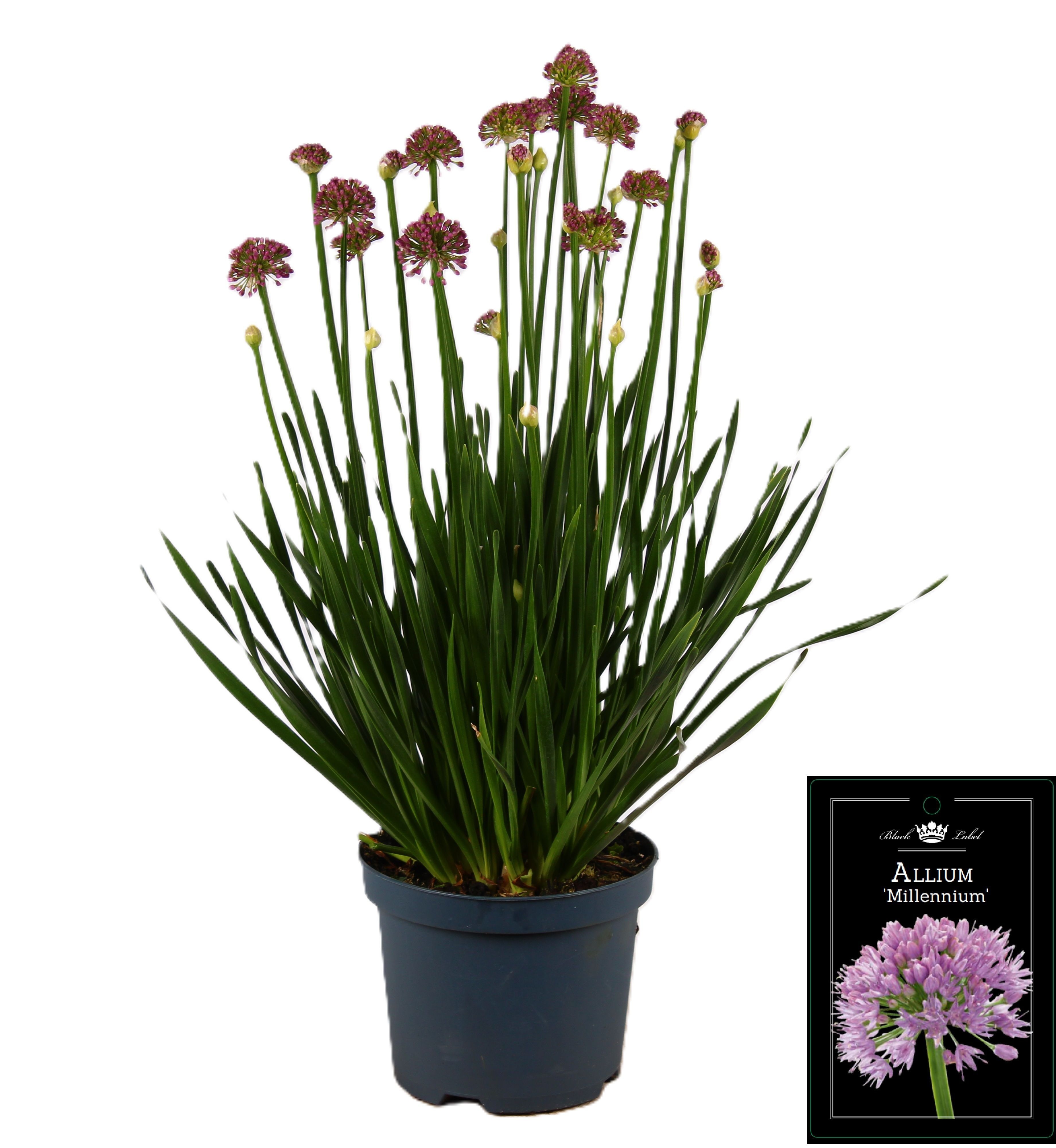 Picture of Allium Millenium
