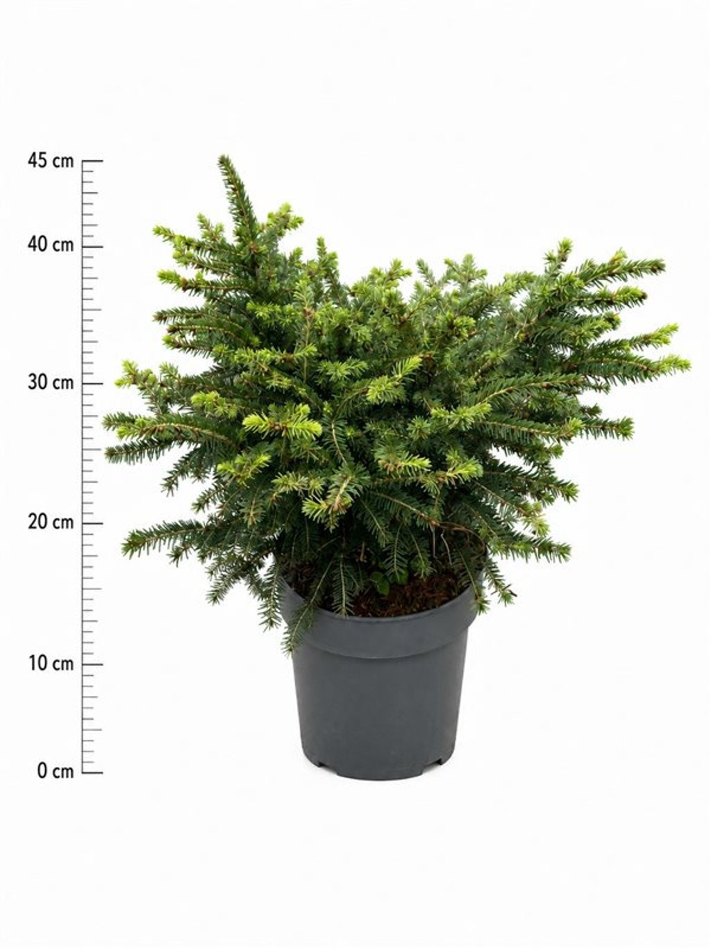 Picea abies 'Nidiformis'