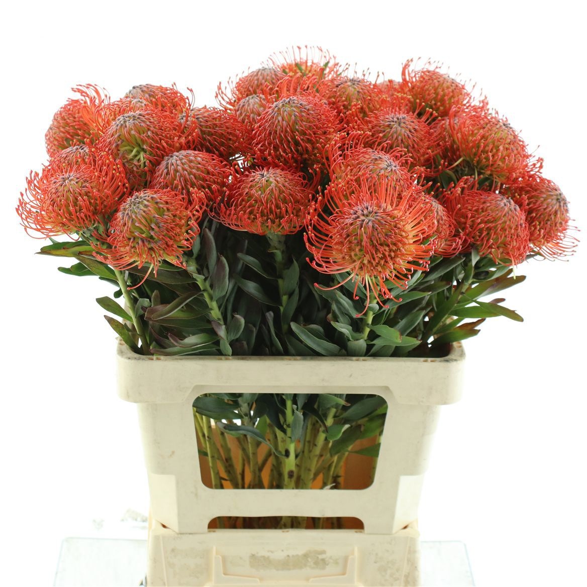 Leucospermum Succession 60cm