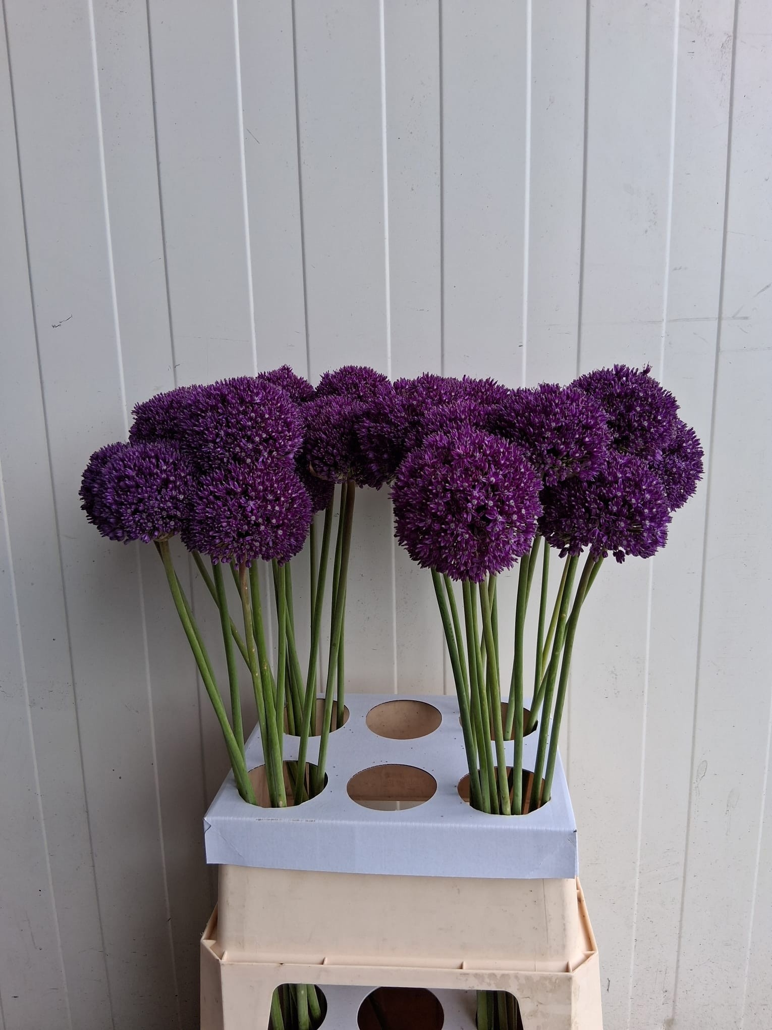 Allium Ambassador