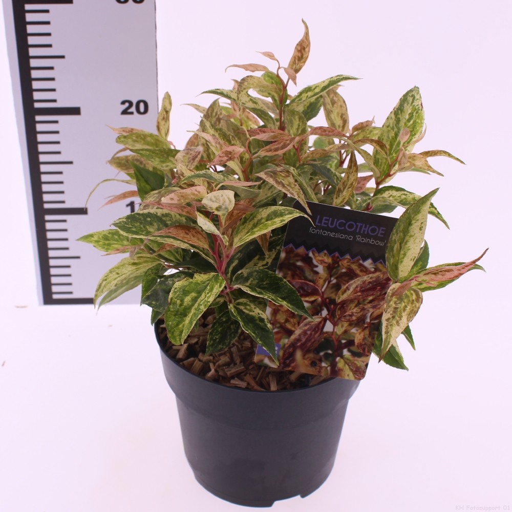 Picture of Leucothoe walteri 'Rainbow'