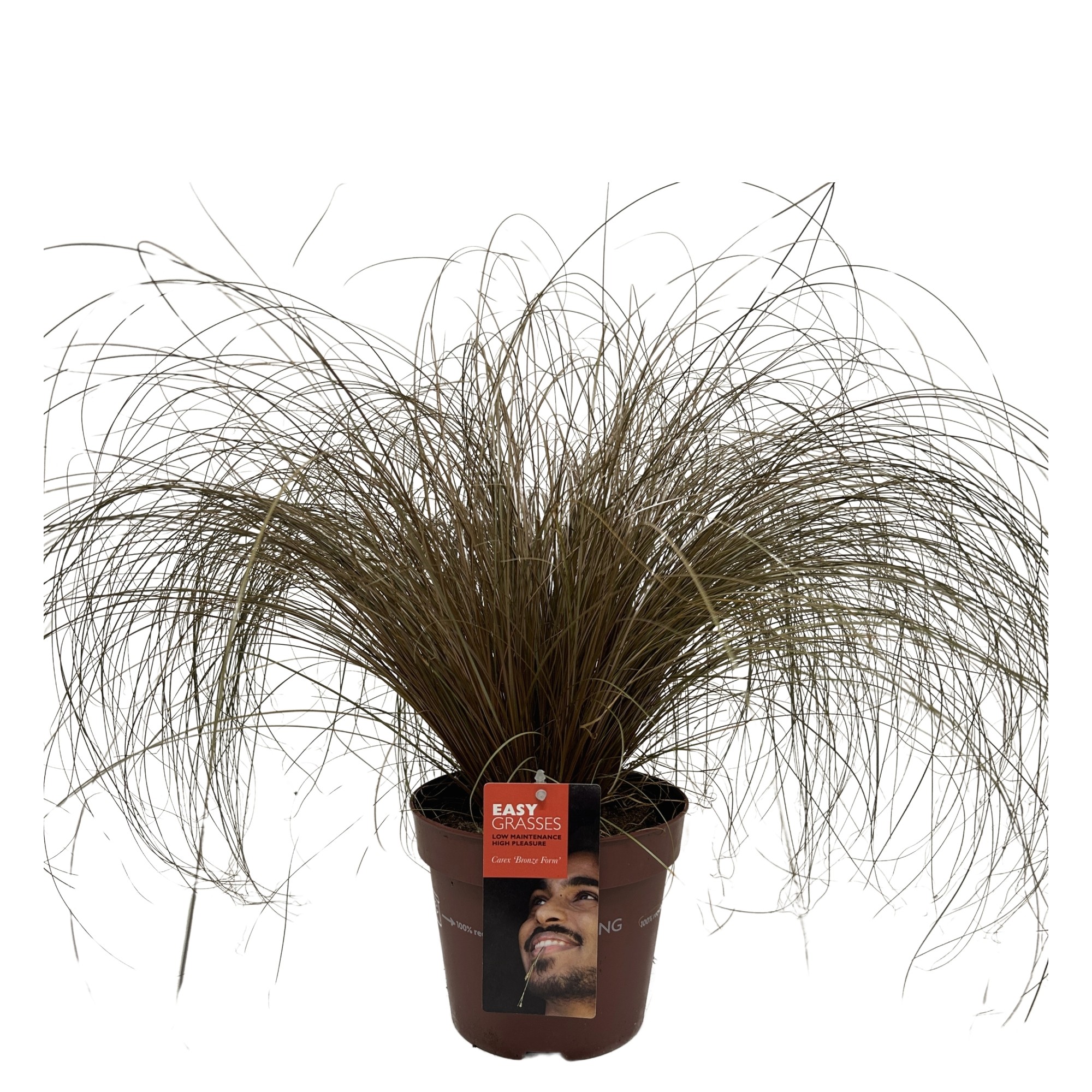 Picture of Carex comans Bronze Form