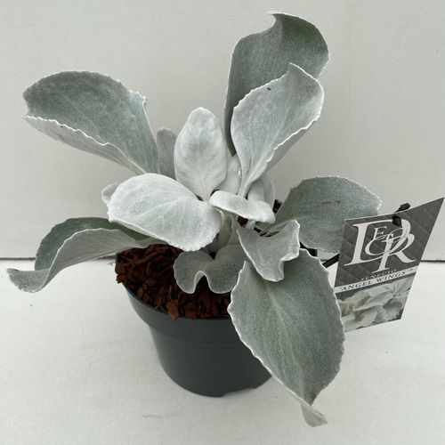 Senecio 'Angel Wings' p17 Camm.