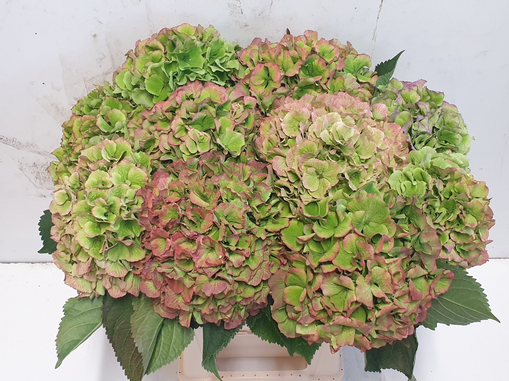Hydrangea Verena Classic Pink 60cm 21Ø