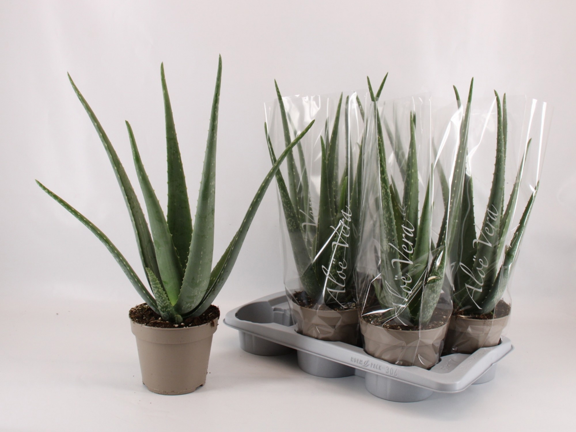Aloe Vera 17P 52H