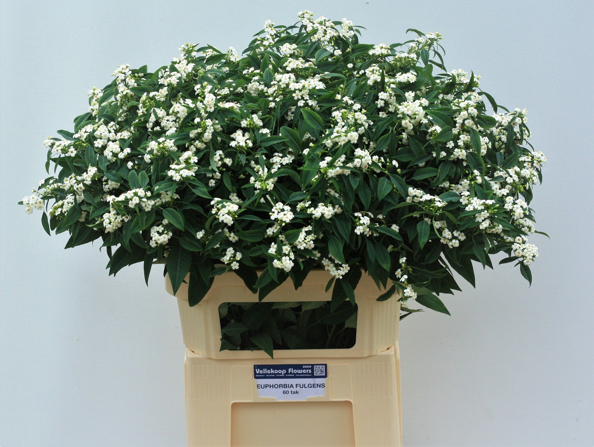 Euphorbia Spray Quicksilver 80cm