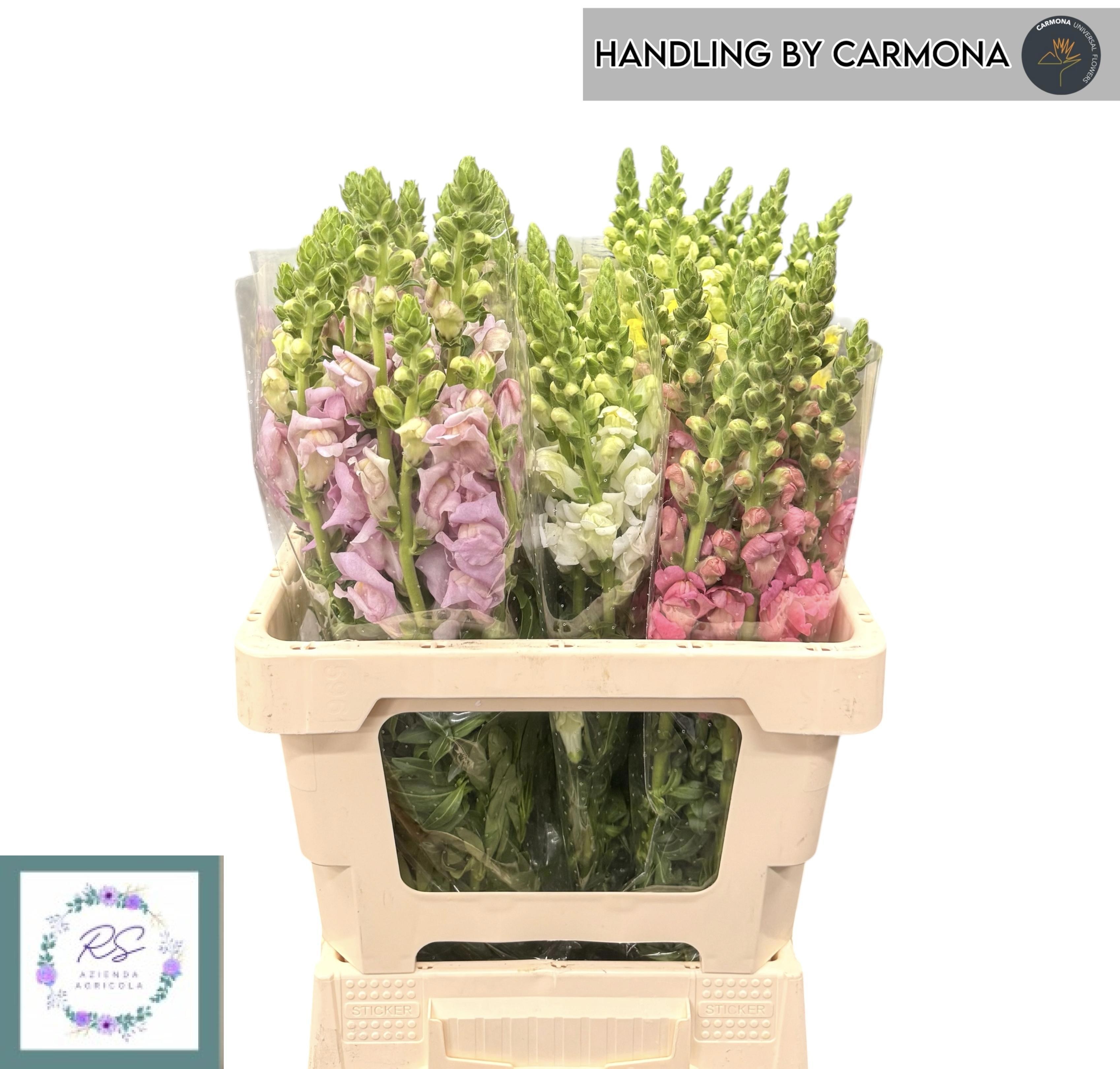 Antirrhinum 60cm