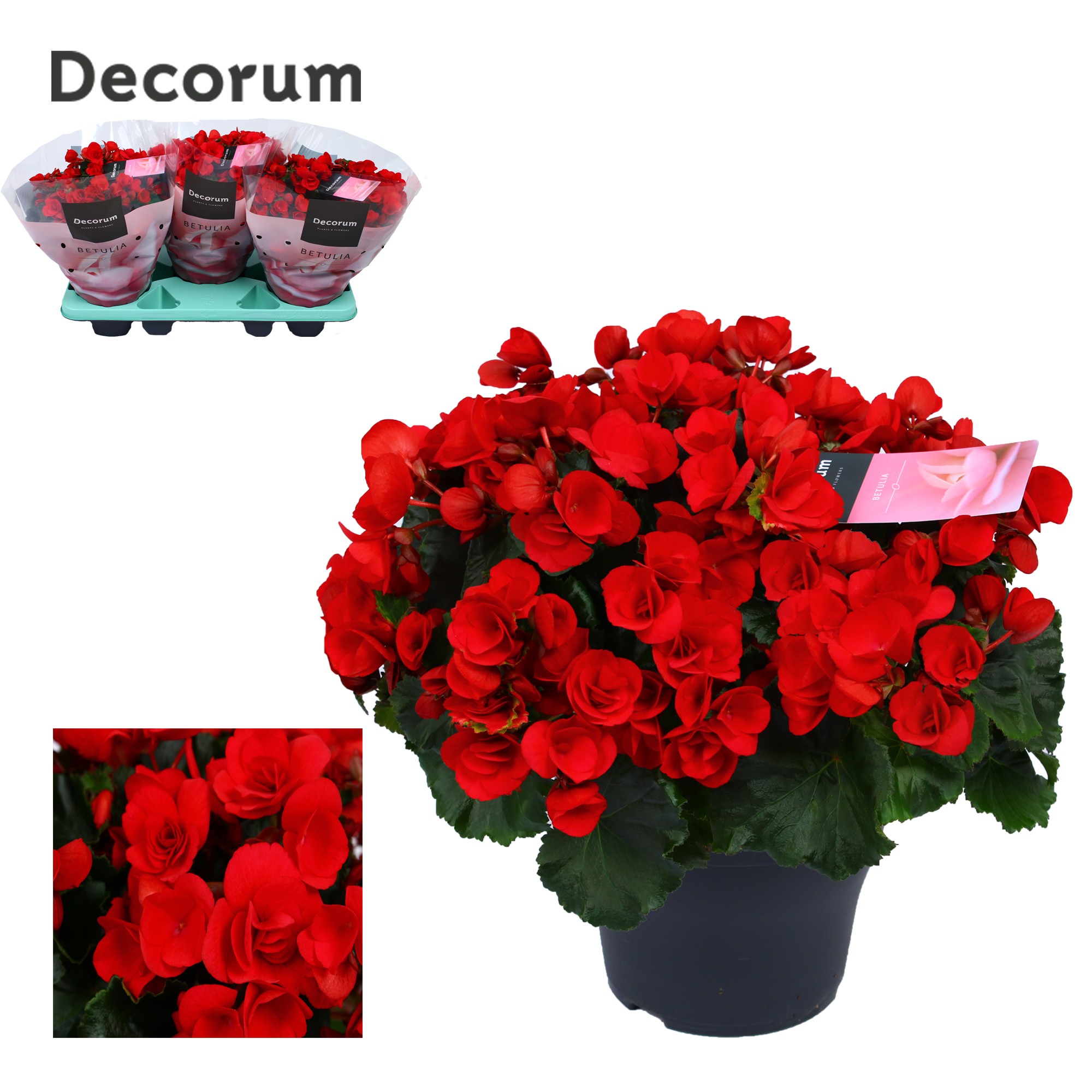 Begonia 'betulia' red Decorum