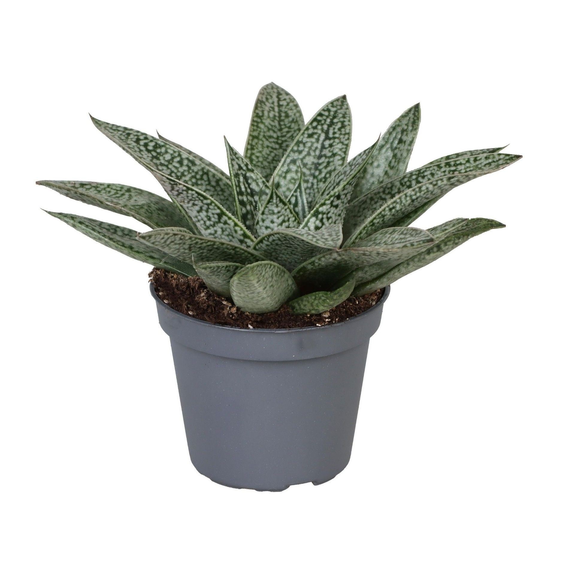 Gasteria D.Nella