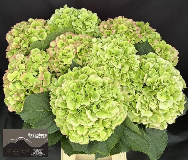 Hydrangea Verena Classic Red Green 60cm 18Ø