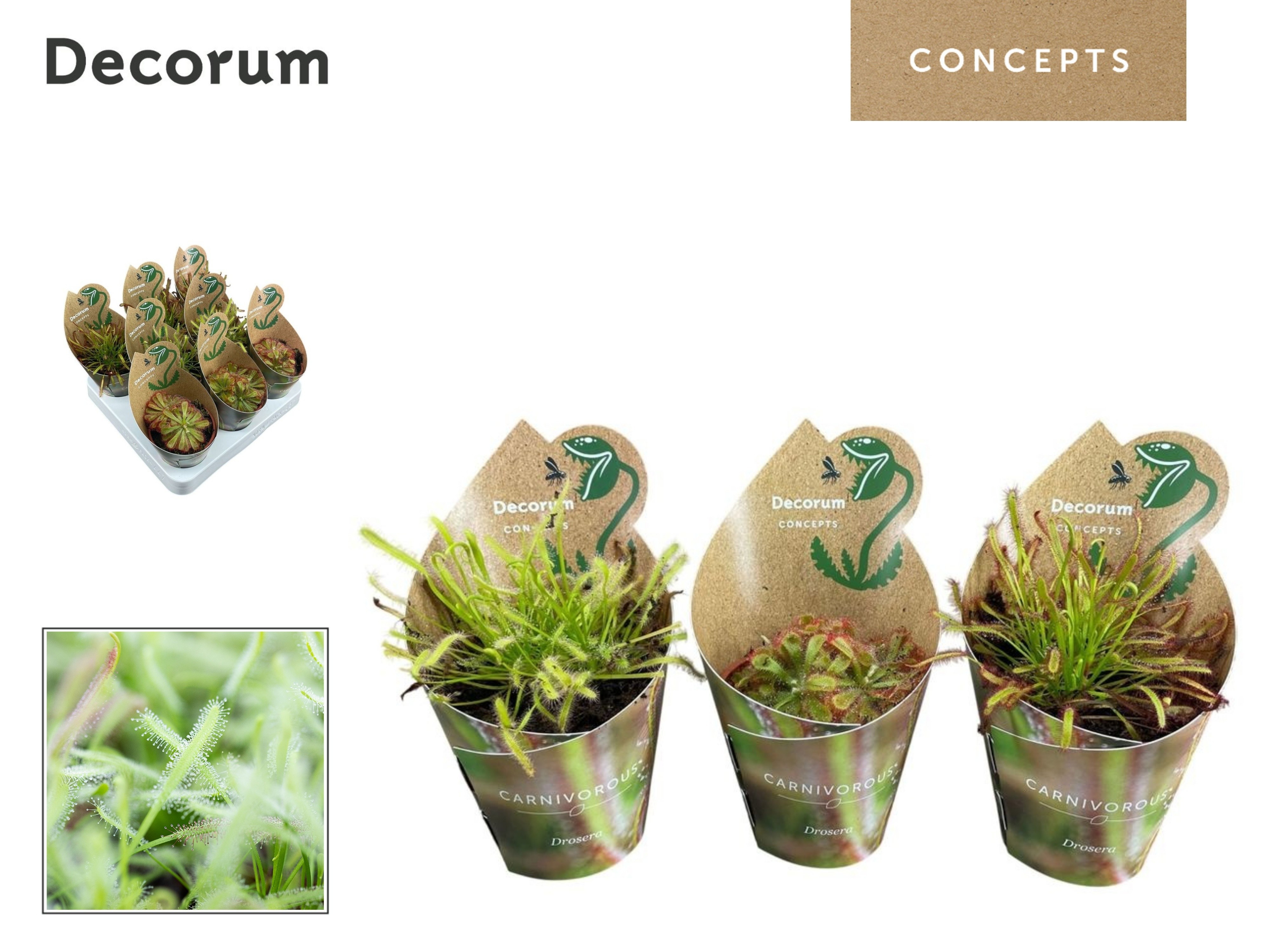 Vleesetende Planten 508P 20H