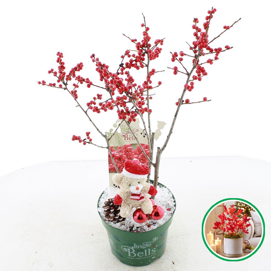Picture of Ilex verticillata 'Jingle Bells'® C2 (17cm.) incl. kerst decoratie