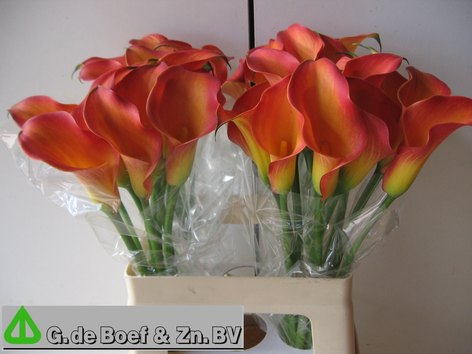 Calla Morning Sun 60cm