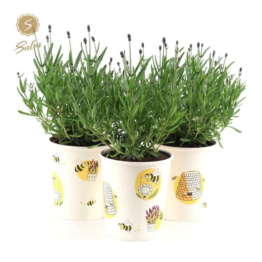 Picture of Lavandula ang. 'Felice'® Collection P12 in Cup Bee