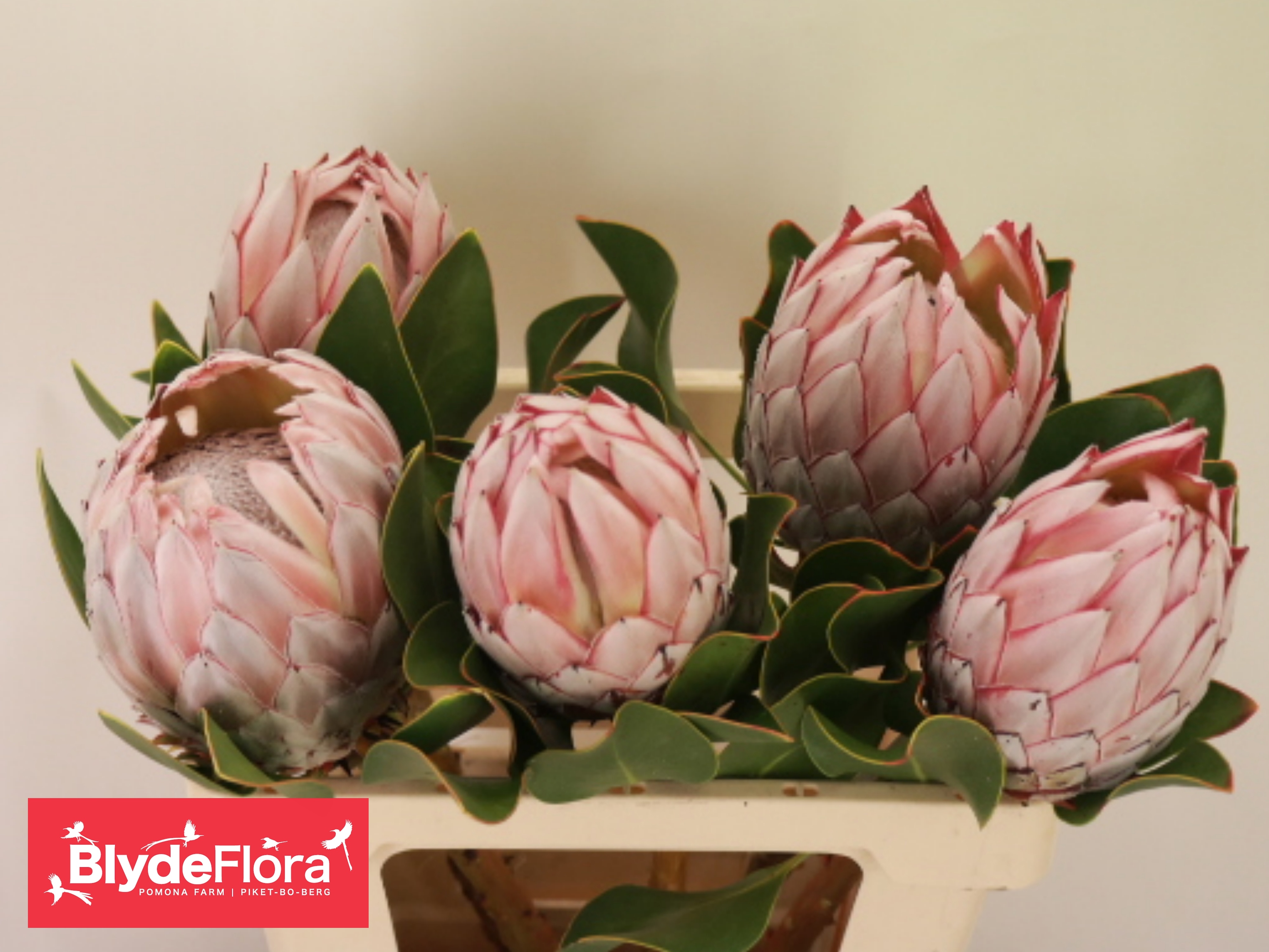 Protea Cynaroides 60cm