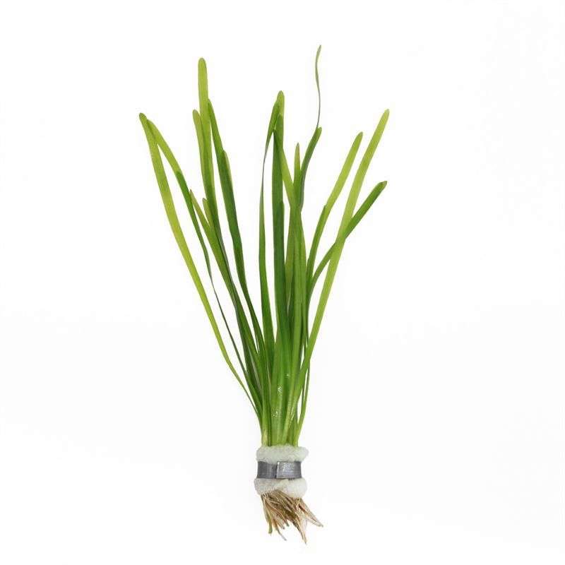 Vallisneria spiralis bos