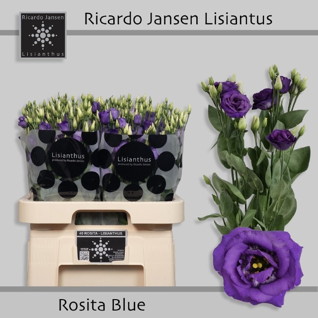 Eus G Rosi Blue