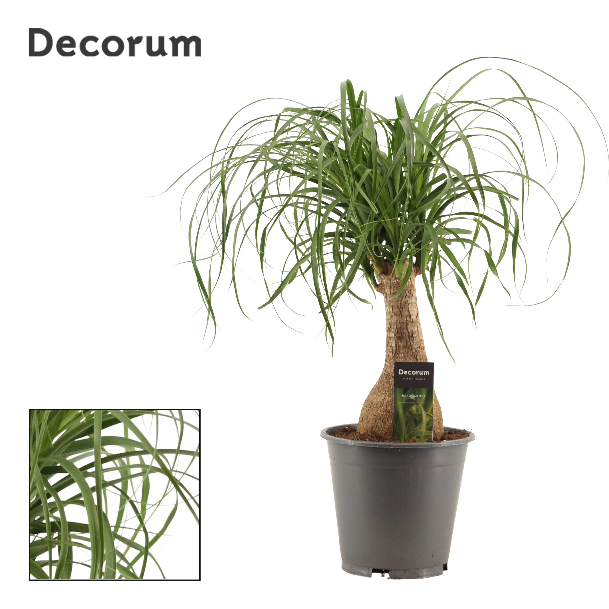 Picture of Nolina recurvata containerpot Decorum P19 (3 Ltr) 55CM