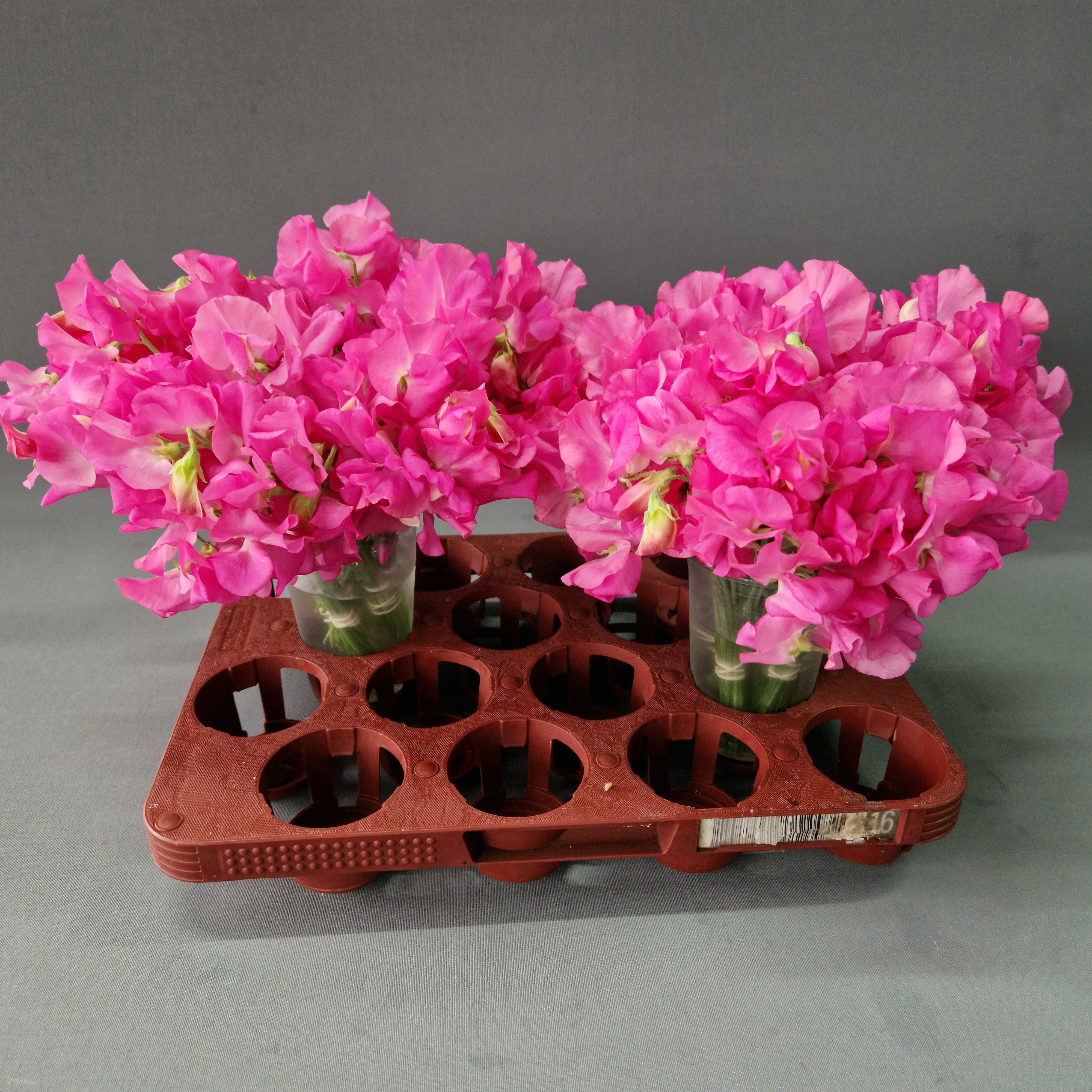 Lathyrus Sun Rose 20cm