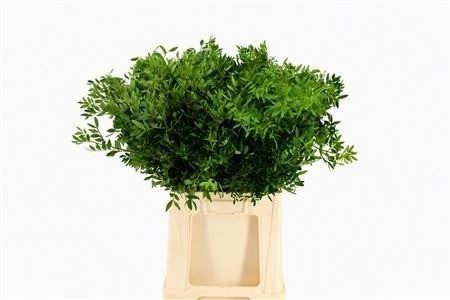 Pistacia Leaves Per Bunch 60cm