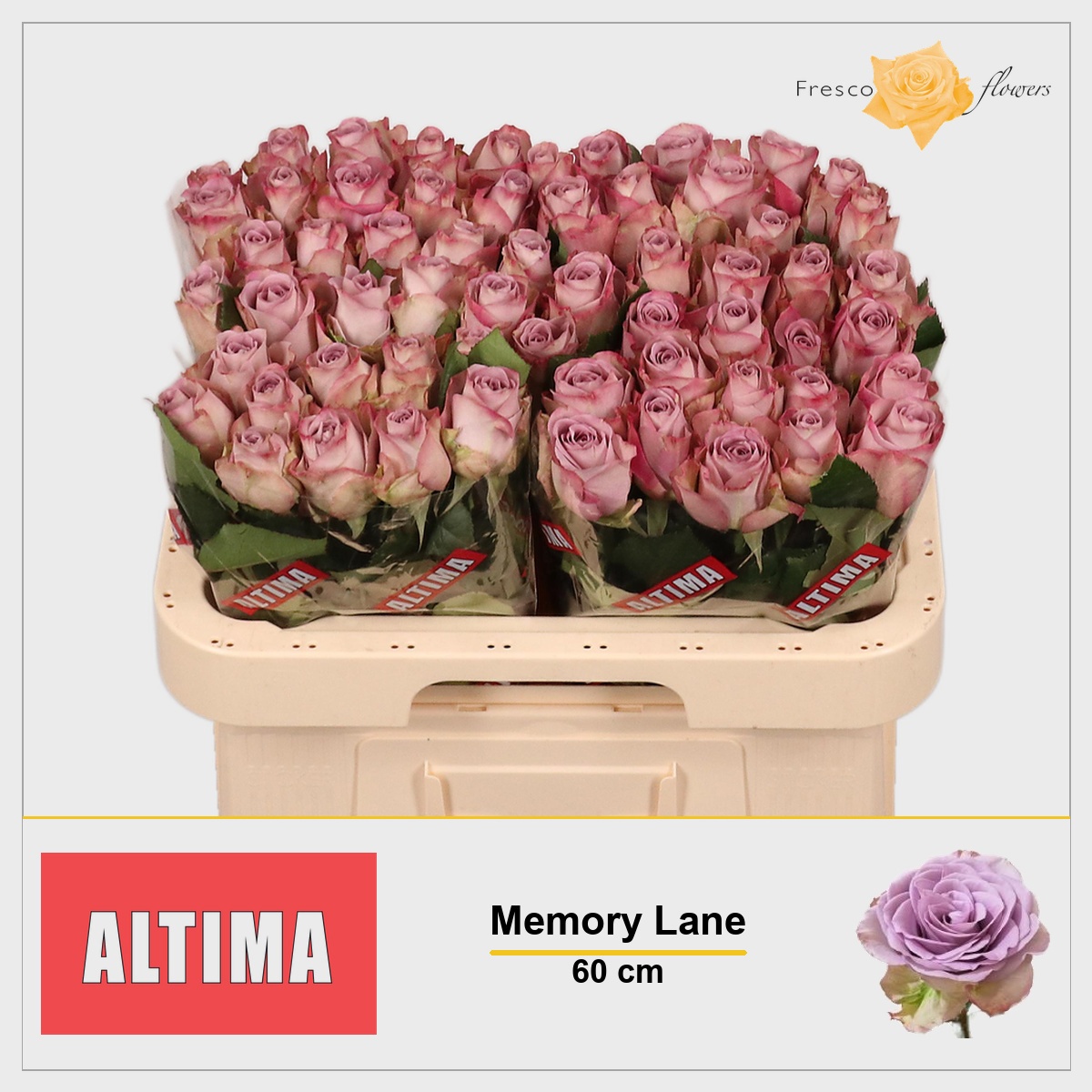 Rosa Memory Lane 60cm