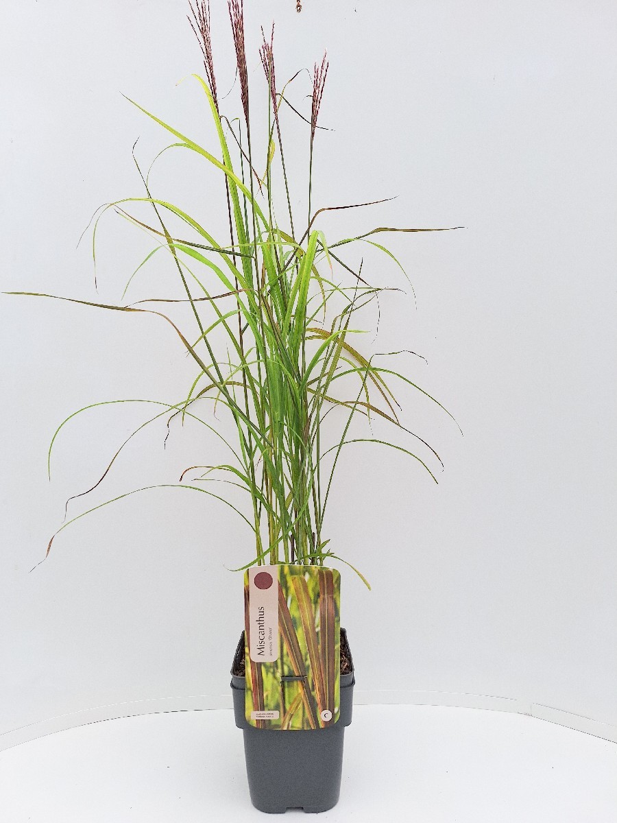 Miscanthus sinensis 'Ghana'