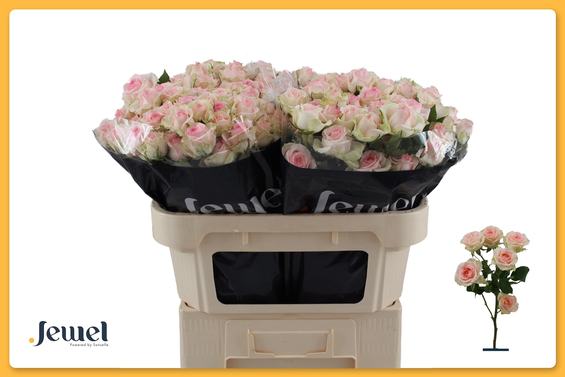 R Tr Happy Wedding 70cm